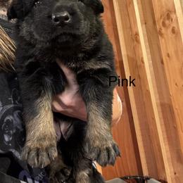 Girl 4 - female German Shepherd puppy in Laurens, New York from Vom Chivalry Haus German Shepherds