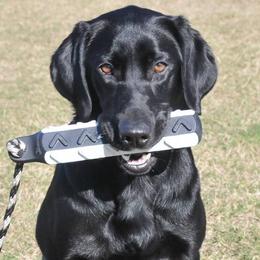 Labrador Retrievers from Goshen Swamp Retrievers