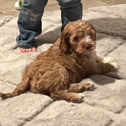Girl 2 - Cockapoo puppy from Cooper Family Cockapoos