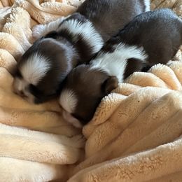 Shih Tzu Puppies from Shih Tzus N Giggles