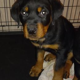 Rottweiler Puppies from Gregory Mulkey's Rottweilers