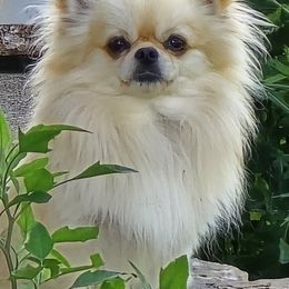 Chicken Nugget - Chihuahua