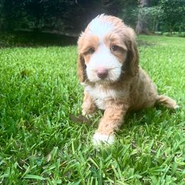 Mason - Caramel ice male Australian Labradoodle puppy in Covington, Louisiana from Bayou Doodles