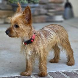 Boy 2 - Gold male Yorkshire Terrier puppy in Aiken, South Carolina from Yorkshires Yorkies
