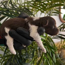 Lucas - Parti male Miniature Schnauzer puppy in Menifee, California from Moonshine’s Minis