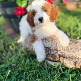 Mallory - Parti female Goldendoodle puppy in Cocoa, Florida from The Beach Doodles