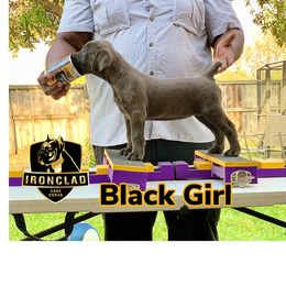 Girl 2 - Gray Cane Corso puppy in College Station, Texas from Ironclad Cane Corso