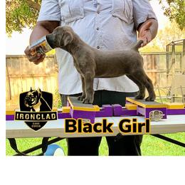 Girl 2 - Gray Cane Corso puppy in College Station, Texas from Ironclad Cane Corso