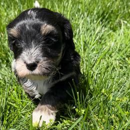 Sunny - Tri-color female Bernedoodle puppy in Sherman, Illinois from Shirl Doodle Life