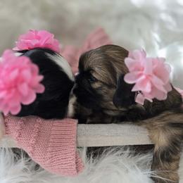 Shih Tzu Puppies from Shih Tzus of Gilbert
