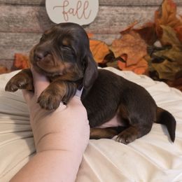 Boy 2 - Chocolate and tan male Dachshund puppy in Romney, Indiana from Brown's Valley Dachshunds