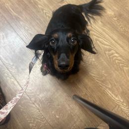 Luna - Dachshund