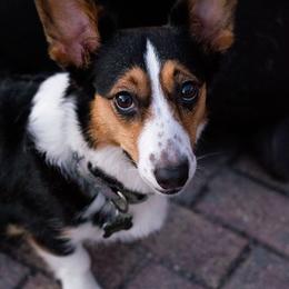Maisey - Cardigan Welsh Corgi