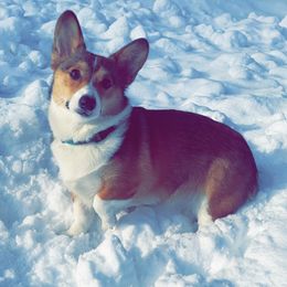 Pembroke Welsh Corgis from Lavendel Corgis