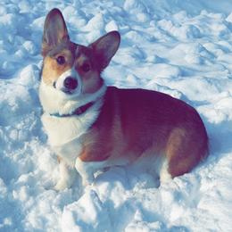 Pembroke Welsh Corgis from Lavendel Corgis