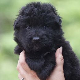 Black Female - Black female German Shepherd puppy in Twin Lake, Michigan from VanBlargan German Shepherds