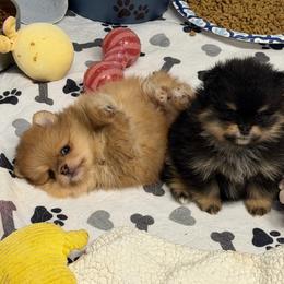 Ozzy - Orange male Pomeranian puppy in Newport Beach, California from Exotic City Pomeranians and chihuahuas