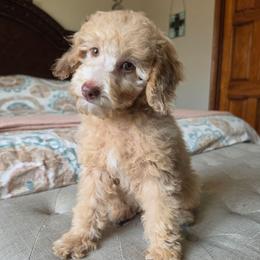 Juliet - Cream female Poodle puppy in Buffalo, Illinois from Pear Tree Pups