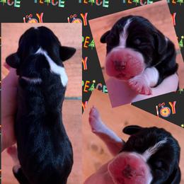 Noelle - Mantle female Great Dane puppy in Wellsville, New York from Prophecy Danes