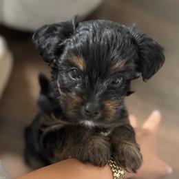 Yorkshire Terrier Puppies from Roleez Yorkies