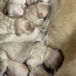 Boy 4 - Golden male Golden Retriever puppy in Tonasket, Washington from Denzil’s Goldens