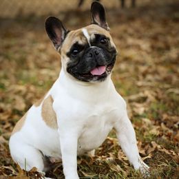 Honey - French Bulldog
