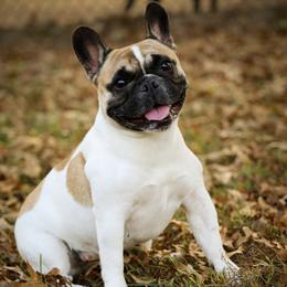 Honey - French Bulldog