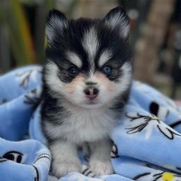 Gemini - Black and white female Pomsky puppy in Homeland, California from Lara's Ranch Pomskies