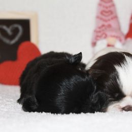 Shihpoo Puppies from 🧸 Teddies