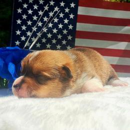 Samuel Adams - Sable male American Corgi puppy in Gouverneur, New York from St. Lawrence Corgis