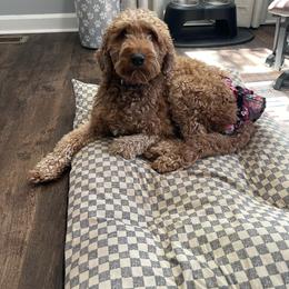 Mayleigh - Goldendoodle