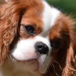 Ollie - Cavalier King Charles Spaniel