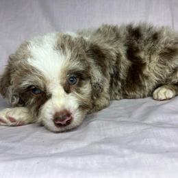 Boy 2 - Red merle male Aussiedoodle puppy in Alabama from SBA Aussies