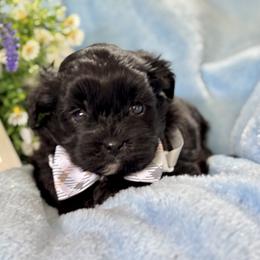 Boy 2 - male Shihpoo puppy in Charleston, West Virginia from Mountain State Puppies