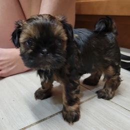 Shih Tzu Puppies from Chimera Shih Tzu