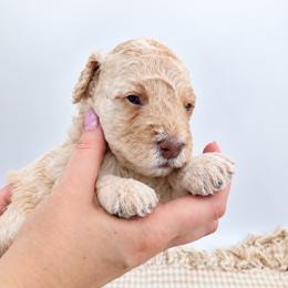 Pecan - Cream female Goldendoodle puppy in Mesa, Arizona from Schmidt’s Doxies N Doodles