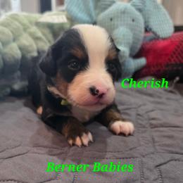 Cherish - Black rust and white female Bernese Mountain Dog puppy in Radcliffe, Iowa from Berner Babies