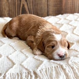 Cupcake - Caramel female Australian Labradoodle puppy in Auburn, Washington from West Valley Labradoodles
