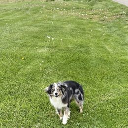 Rev - Miniature Australian Shepherd