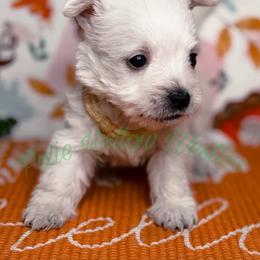 Puppy - White female West Highland White Terrier puppy in Cleveland Tx, Texas from Pixie Hollow Westies