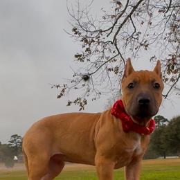 MINK - Fawn sable female American Bully puppy in Texas from TEXAS BULLY FAMILY