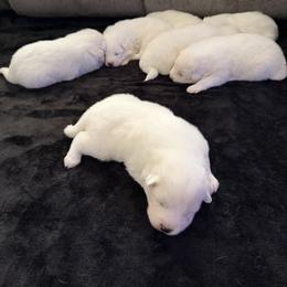 Girl 3 - White female Samoyed puppy in Glasgow, Kentucky from Bluegrass Samoyeds
