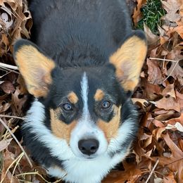 Blaire - Pembroke Welsh Corgi