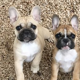French Bulldog Puppies from BigStar French Bulldogs