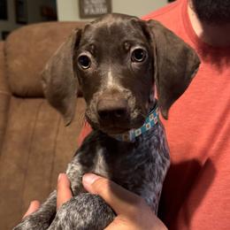 Gray - Liver roan female German Shorthaired Pointer puppy in Highland, Illinois from Big Daves Bird Dogs LLC,  BDBD