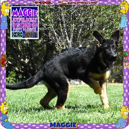 MAGGIE PURE SWEETNESS - Black and red female German Shepherd puppy in Murrieta, California from Diamond Oaks German Shepherds