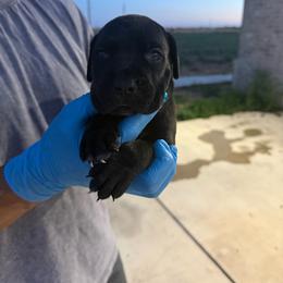 Atlas - Black male Cane Corso puppy in Lubbock, Texas from Hub City Kennel