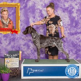 Wrath - German Shorthaired Pointer