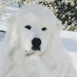 Great Pyrenees Puppies from Prospect Pyrenees