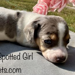 Dachshund Puppies from Shawnee Tribe Dachshunds